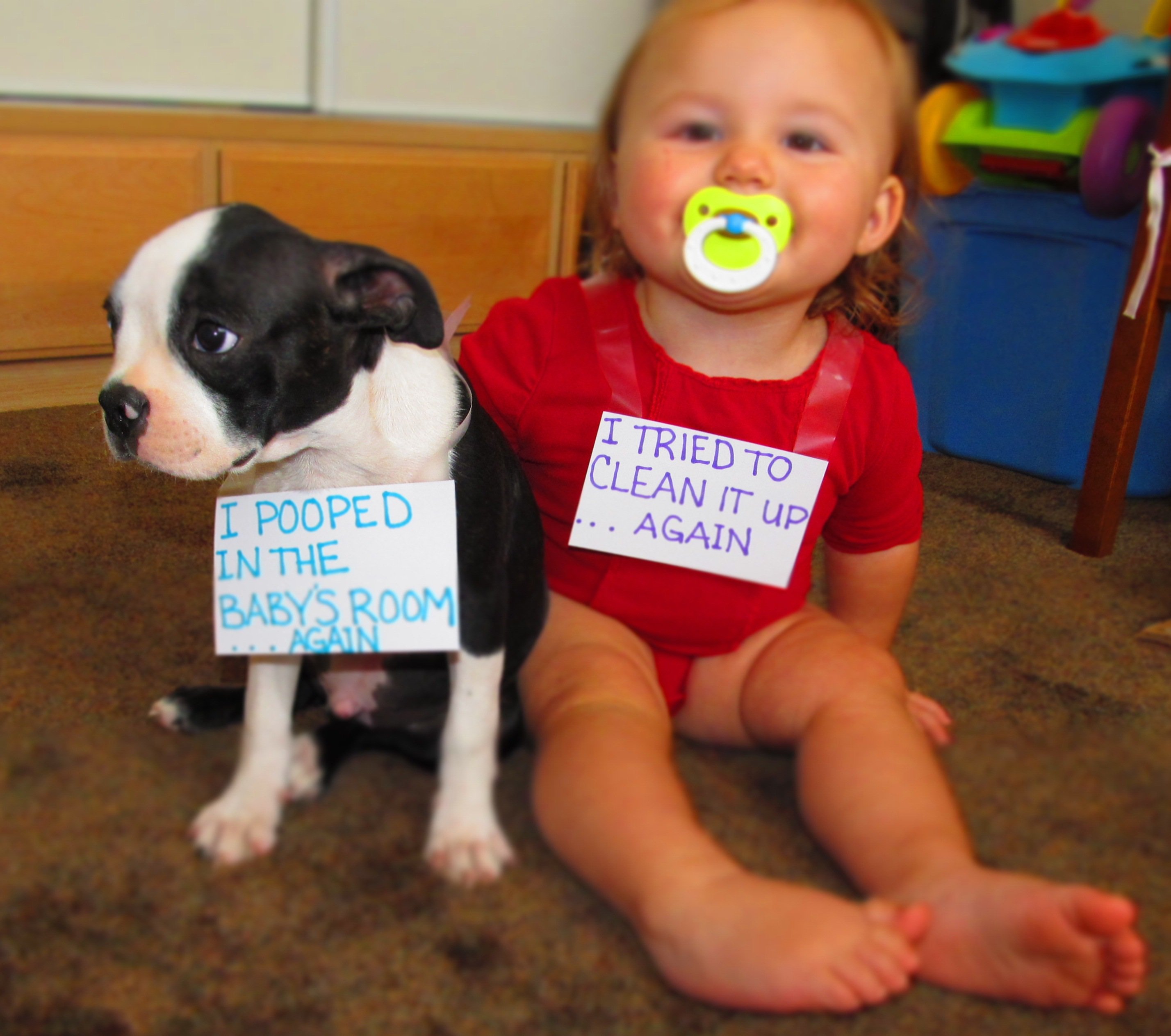 Image result for shame dogs with signs