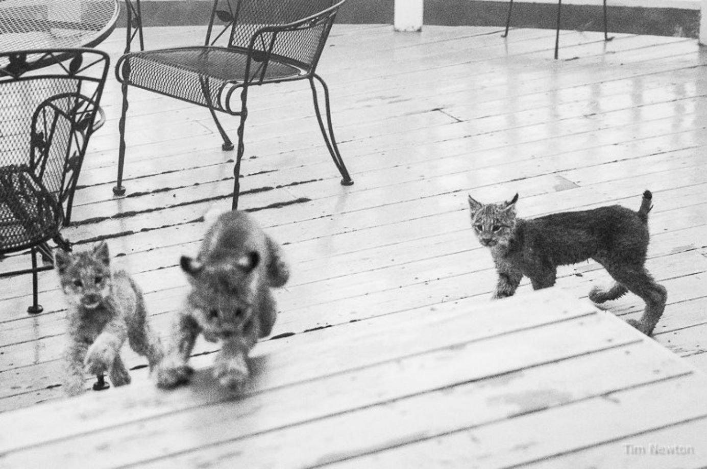 There's No Shortage Of Lynx Kittens Here