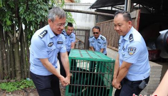 Chinese Owners Realized that His Puppy Grew Up Into Something Far From Their Expectations