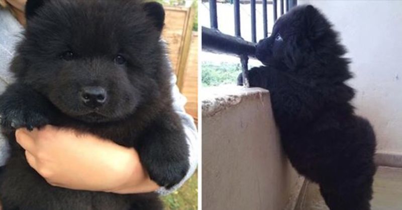Chinese Owners Realized that His Puppy Grew Up Into Something Far From Their Expectations