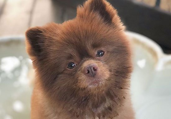 Image result for bert the pomeranian kathy