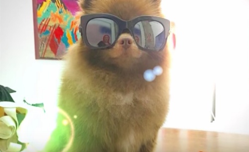 Image result for bert the pomeranian kathy