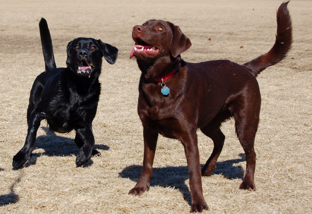 A Pair Of Lab Retrievers Barge Into Her Lawn And Started Barking At Her