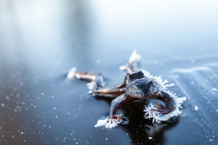 a frog frozen on a lake