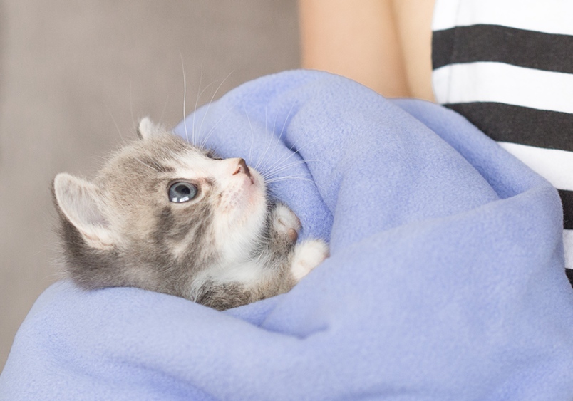 Image result for silver haired newborn kittens