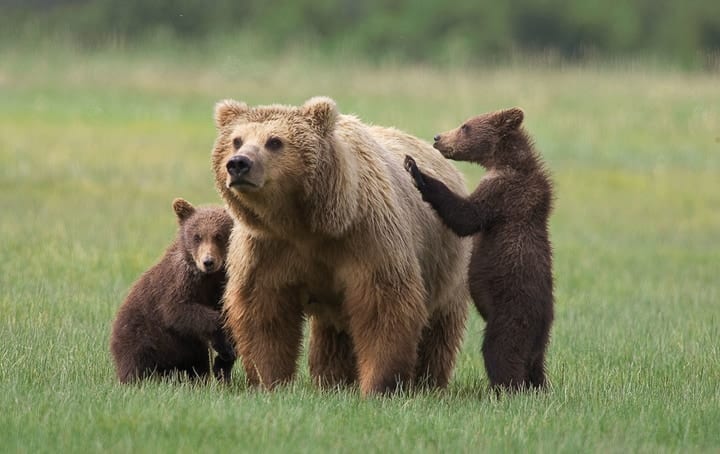 Grizzly bear mom and cubs