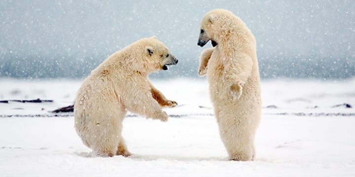 Polar bear cubs silly
