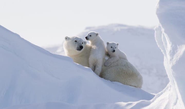 Polar bear mom and cubs