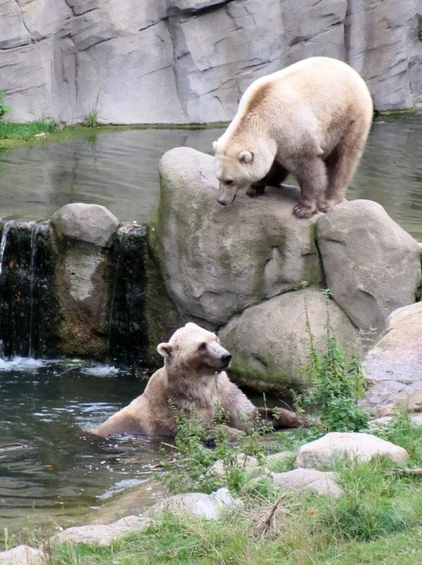 Tips and taps hybrid bears zoo