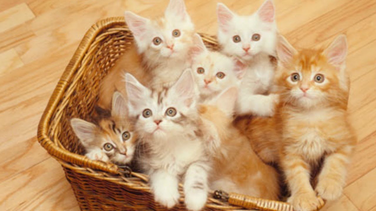 Image result for many kittens